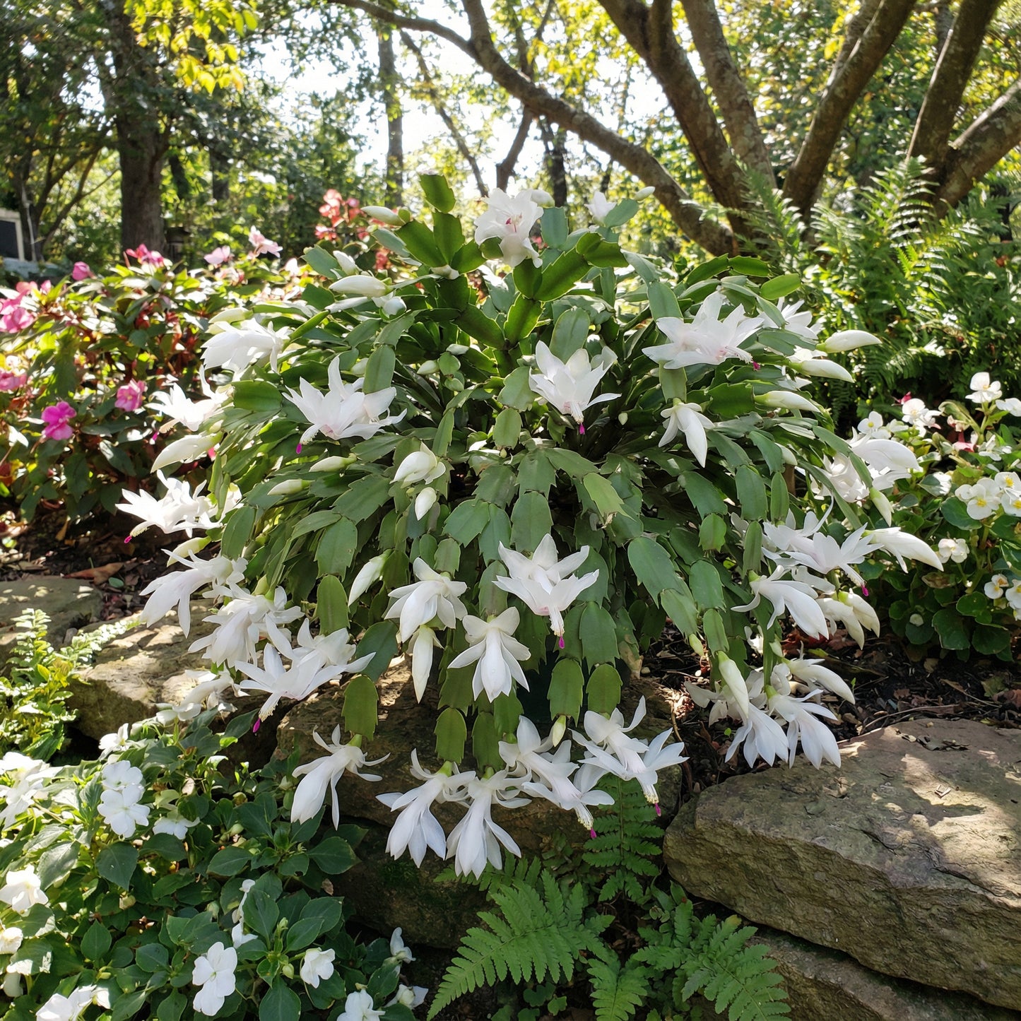 Zygocactus Truncatus White Flower Seeds for Planting , Exotic Garden Seeds