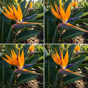 Orange & Violet Strelitzia Seeds - Exotic Flower Planting