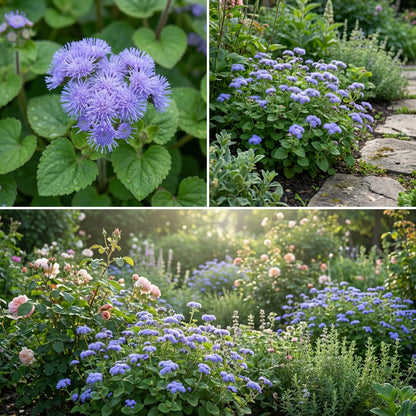 Heirloom Ageratum Flower seeds for Planting Perfect for Borders Heirloom & GMO Free Seeds for Home Garden