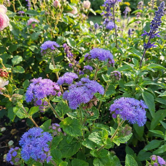 Heirloom Ageratum Flower seeds for Planting Perfect for Borders Heirloom & GMO Free Seeds for Home Garden