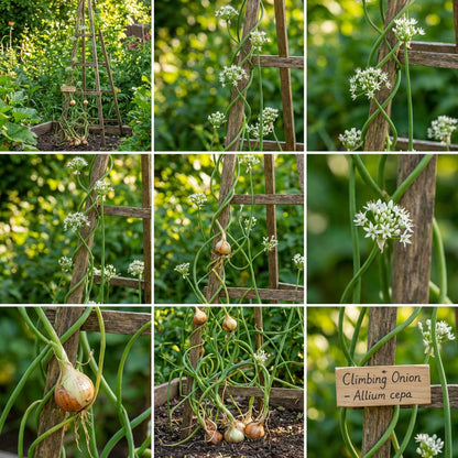 Climbing Onion Allium cepa Plant Seeds for Planting in Vegetable Patch