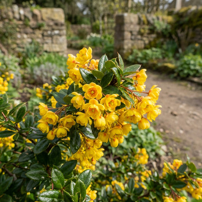 Yellow Darwinii Flowers Seeds Planting