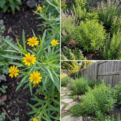 Yellow Mexican Tarragon Flower Seeds Planting