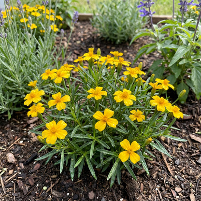 Yellow Mexican Tarragon Flower Seeds Planting