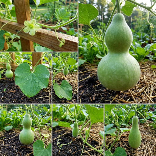 Lagenaria Siceraria Pumpkin Vegetable Seeds for Planting in Vegetable Patch