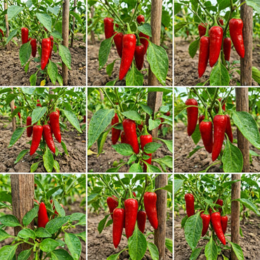 Hot Pepper Capsicum Vegetable Seeds for Planting in Vegetable Patch