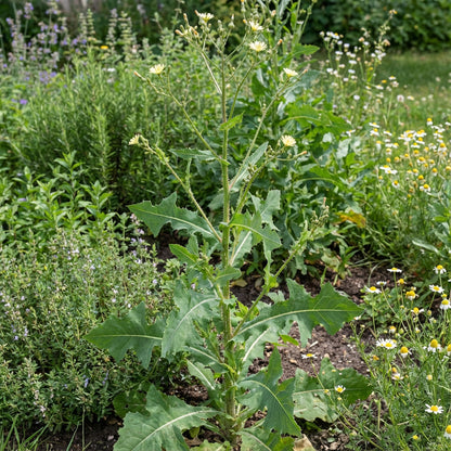 Wild Lettuce Lactuca virosa Vegetable Seeds for Planting in Urban Garden