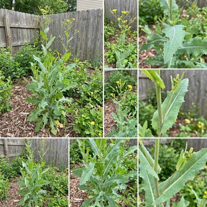 Wild Lettuce Lactuca virosa Vegetable Seeds for Planting in Urban Garden