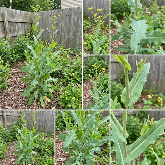 Wild Lettuce Lactuca virosa Vegetable Seeds for Planting in Urban Garden