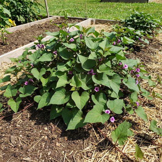 Sweet Potato Ipomoea batatas Vegetable Seeds for Planting in Vegetable Patch