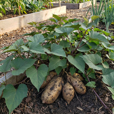Sweet Potato Ipomoea batatas Vegetable Seeds for Planting in Vegetable Patch
