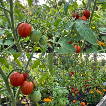 Organic Tomato Solanum lycopersicum Vegetable Seeds for Planting in Organic Garden