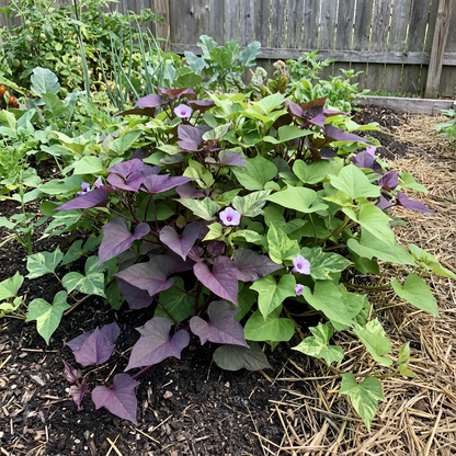 Mixed Sweet Potato Ipomoea batatas Vegetable Seeds for Planting in Vegetable Patch