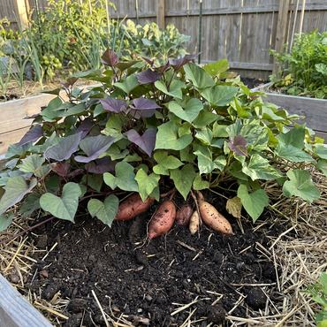 Mixed Sweet Potato Ipomoea batatas Vegetable Seeds for Planting in Vegetable Patch