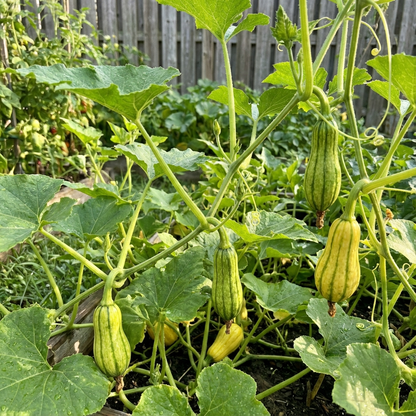 Finger Squash Cucurbita moschata Plant Seeds for Planting in Vegetable Patch
