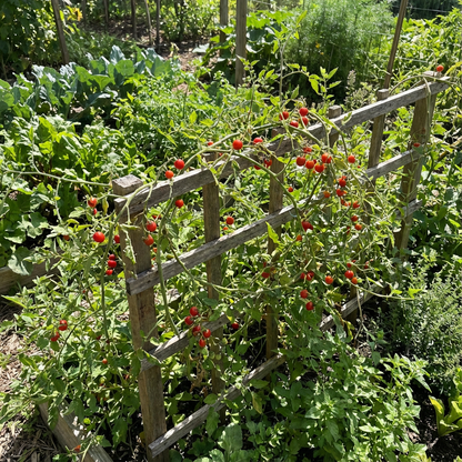 Everglades Tomato Solanum lycopersicum Vegetable Seeds for Planting in Vegetable Patch