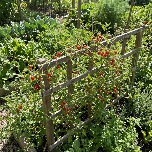 Everglades Tomato Solanum lycopersicum Vegetable Seeds for Planting in Vegetable Patch