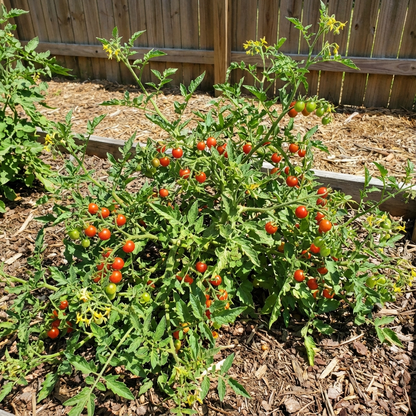Everglades Tomato Solanum lycopersicum Vegetable Seeds for Planting in Vegetable Patch