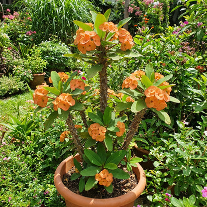 SHENOT CROWN OF THORNS Euphorbia milii Pumpkin Plant Seeds for Planting in Garden
