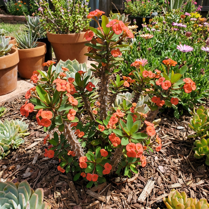 SHENOT CROWN OF THORNS Euphorbia milii Pumpkin Plant Seeds for Planting in Garden