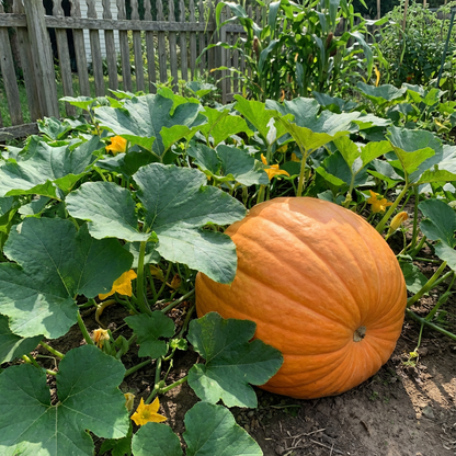 Large Pumpkin Cucurbita pepo Seeds for Planting in Garden