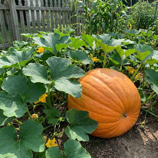 Large Pumpkin Cucurbita pepo Seeds for Planting in Garden