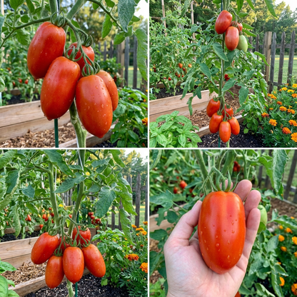 Amish Paste Heirloom Tomato Solanum lycopersicum Vegetable Seeds for Planting in Garden
