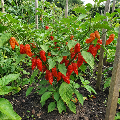 Trinidad Pimento Capsicum chinense Pepper Seeds for Planting in Garden