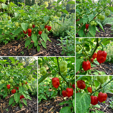 Trinidad Pimento Capsicum chinense Pepper Seeds for Planting in Garden