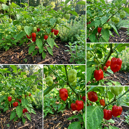 Trinidad Pimento Capsicum chinense Pepper Seeds for Planting in Garden