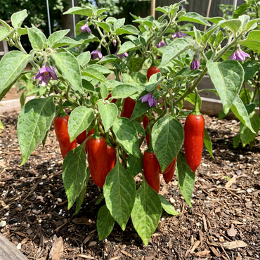 Rocoto Aji Largo Capsicum pubescens Pepper Seeds for Planting in Garden