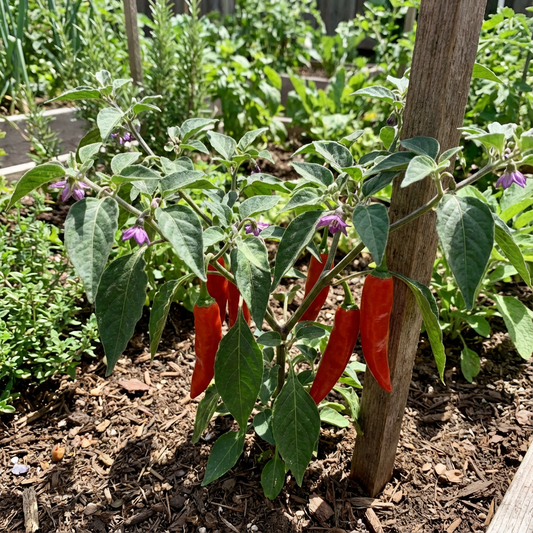 Rocoto Aji Largo Capsicum pubescens Pepper Seeds for Planting in Garden