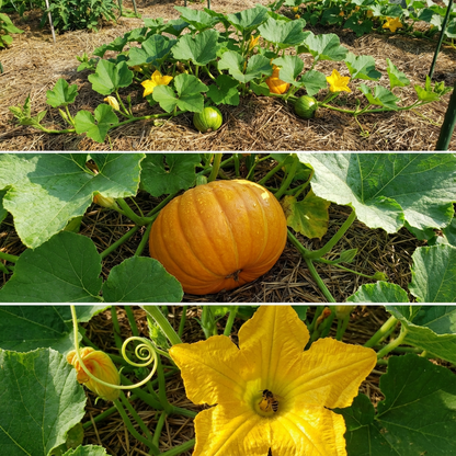 Pumpkin Cucurbita pepo Vegetable Seeds for Planting in Vegetable Patch