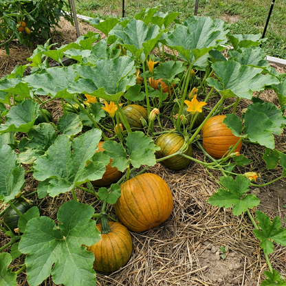Pumpkin Cucurbita pepo Vegetable Seeds for Planting in Vegetable Patch