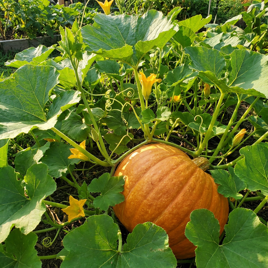 Pumpkin Cucurbita pepo Vegetable Seeds for Planting in Vegetable Patch