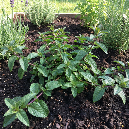 Peppermint Mentha piperita Plant Seeds for Planting in Herb Garden