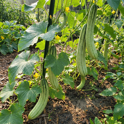 Striped Armenian Cucumber Cucumis melo Vegetable Seeds for Planting in Garden