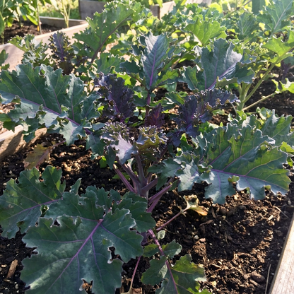 Kale Brassica oleracea Vegetable Seeds for Planting in Vegetable Patch