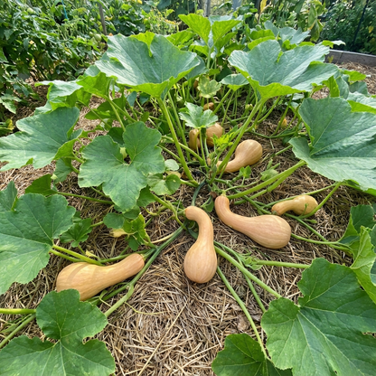 Neck Pumpkin Cucurbita spp Plant Seeds for Planting in Garden and Vegetable Patch