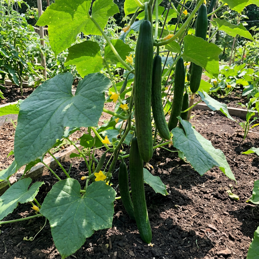 Long Greek Cucumber Cucumis sativus Vegetable Seeds for Planting in Garden