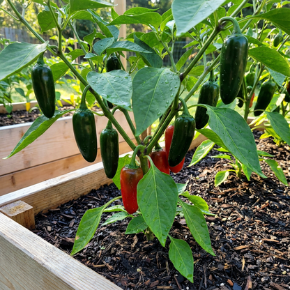Jalapeno Hybrid Capsicum annuum Vegetable Pepper Seeds for Planting in Garden