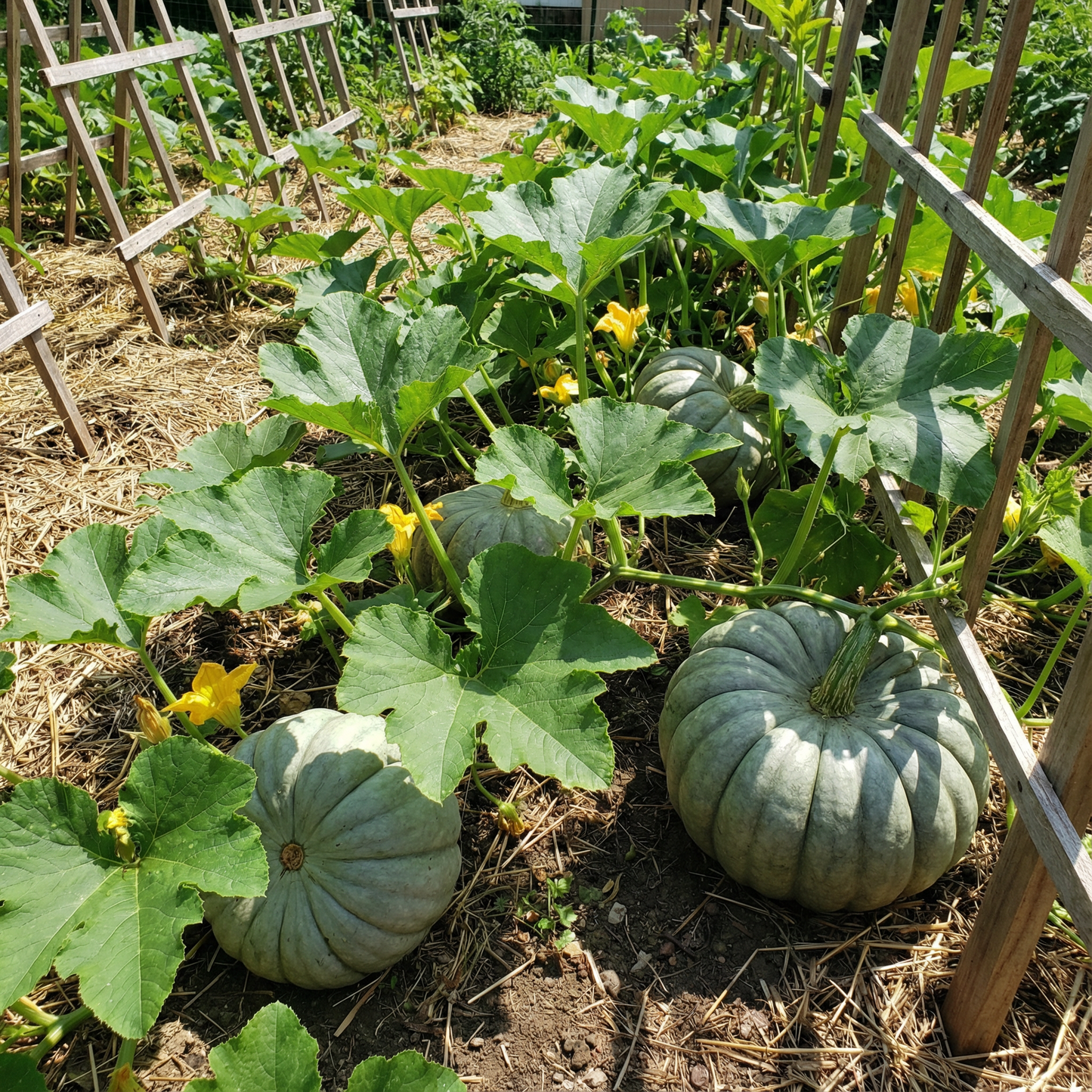 Zapallo Plomo Seeds for Planting Cucurbita Maxima heirloom garden fall harvest