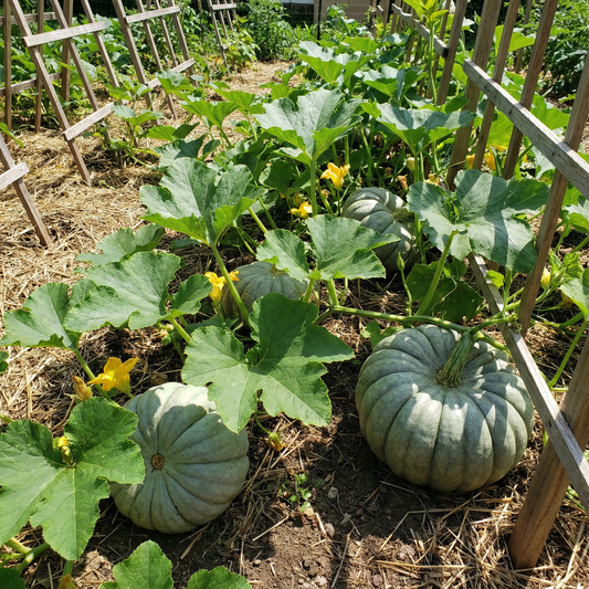 Zapallo Plomo Seeds for Planting Cucurbita Maxima heirloom garden fall harvest