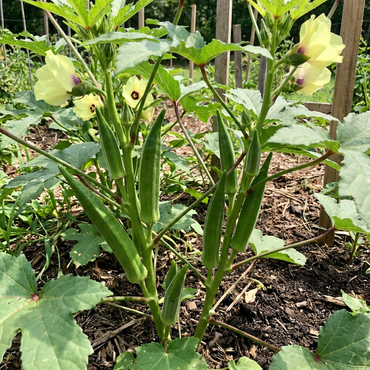 Okra Seeds for Planting Abelmoschus Esculentus vegetable patch kitchen garden