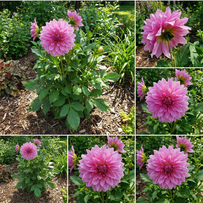 Dahlia Pink Flower Seeds for Planting  Vibrant Blooms for Your Garden