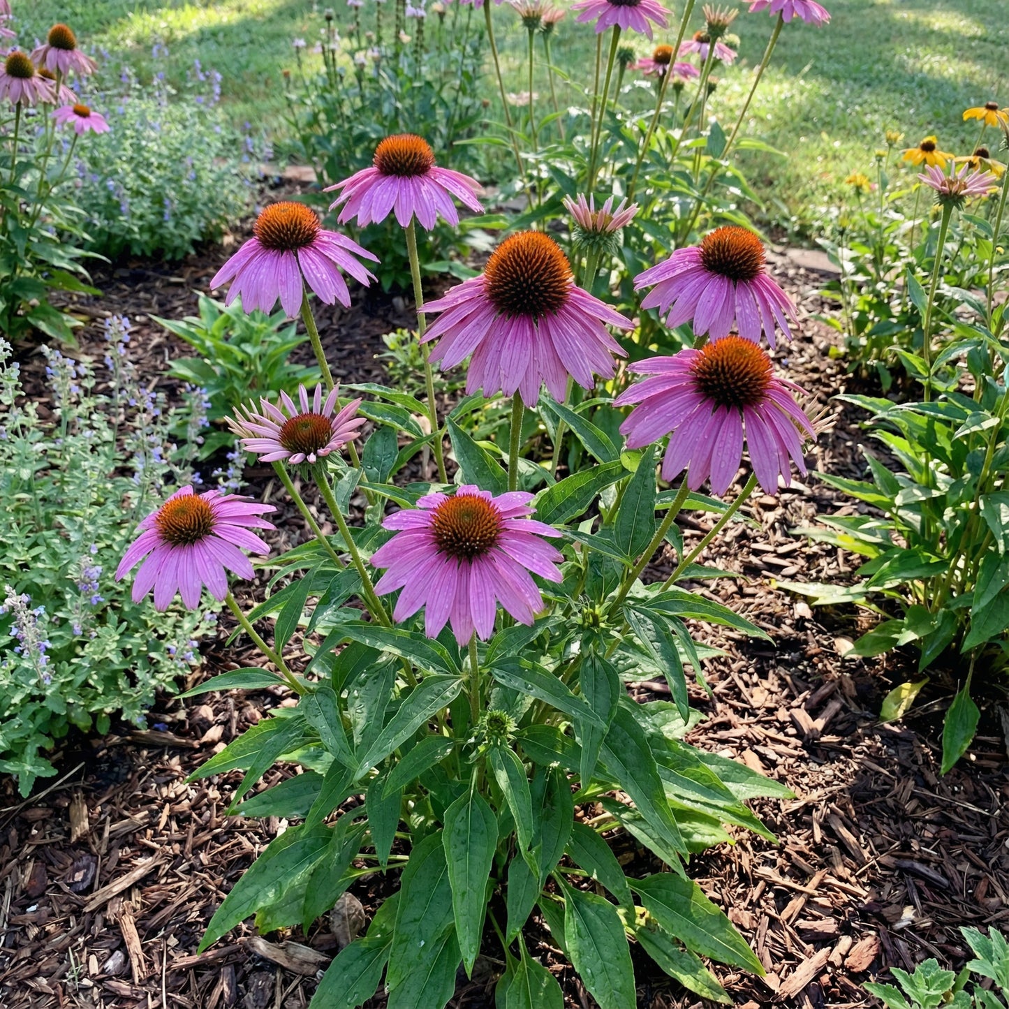 Echinacea Planting Seeds - Grow Beautiful Coneflower Blooms