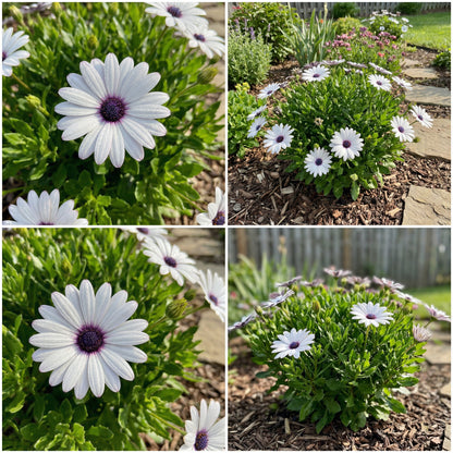 White Osteospermum Flower Seeds for Easy Planting