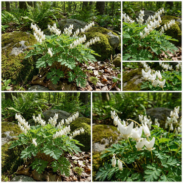 Breeches Flower Planting Seeds