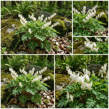 Breeches Flower Planting Seeds