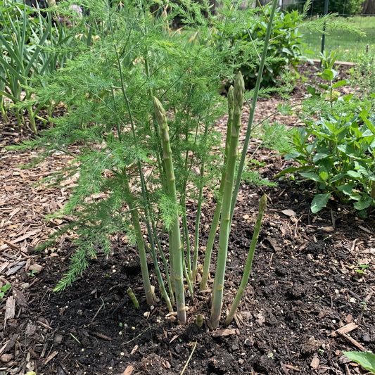 Green Asparagus Mary Washington Seeds for Perennial Planting